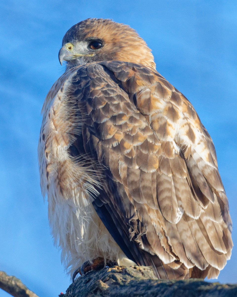 Red-tailed Hawk - ML646446406