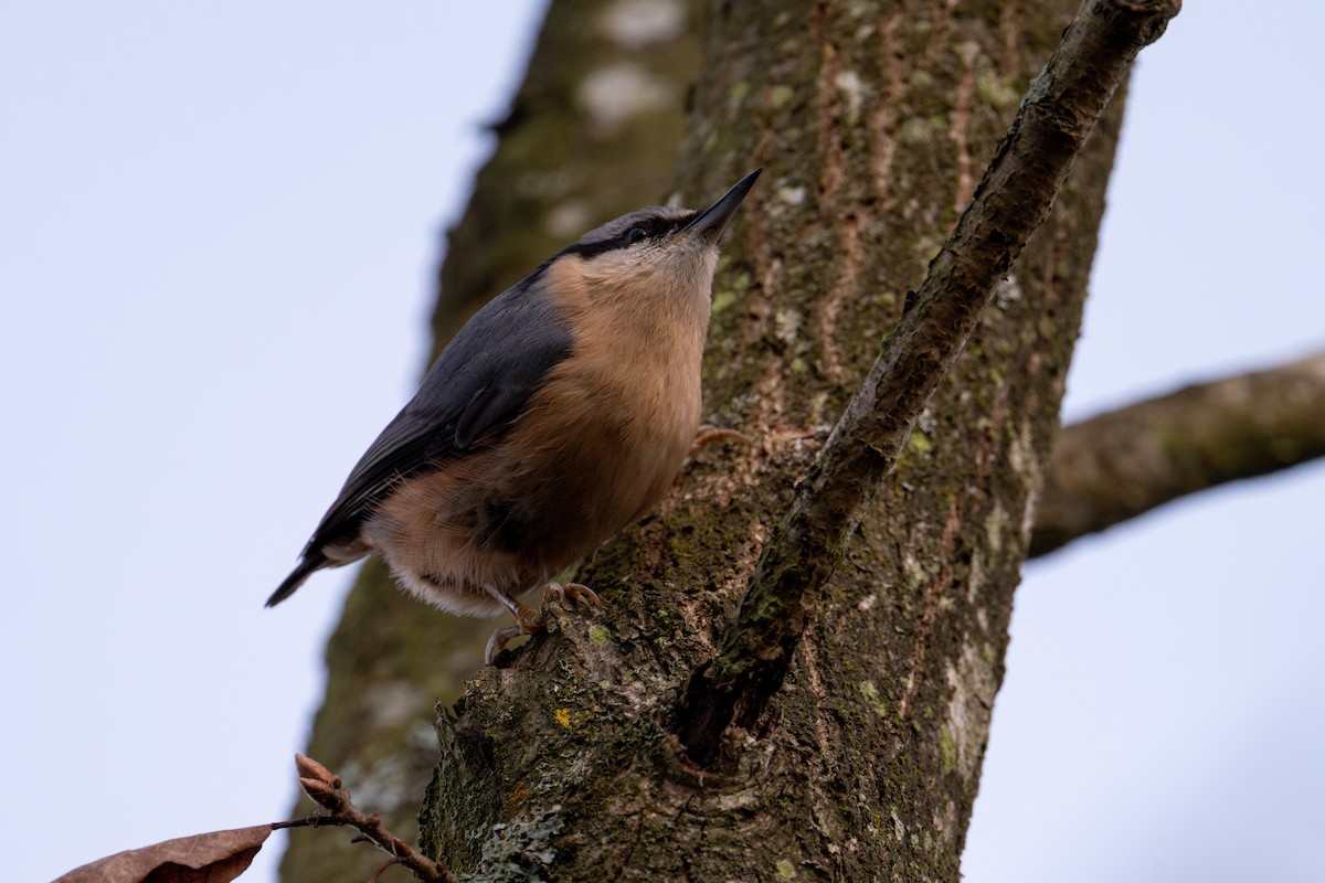 Eurasian Nuthatch - ML646446410