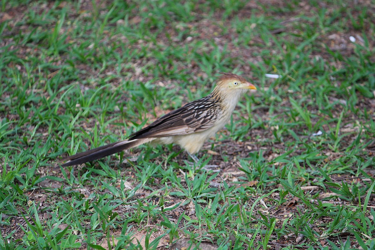 Guira Cuckoo - ML646446412