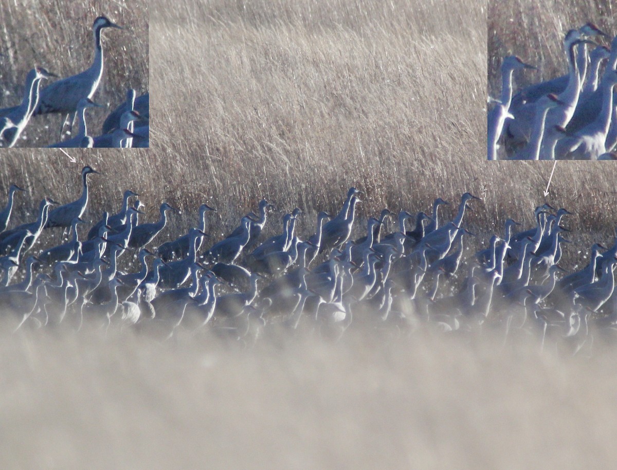 Common Crane - ML646446421