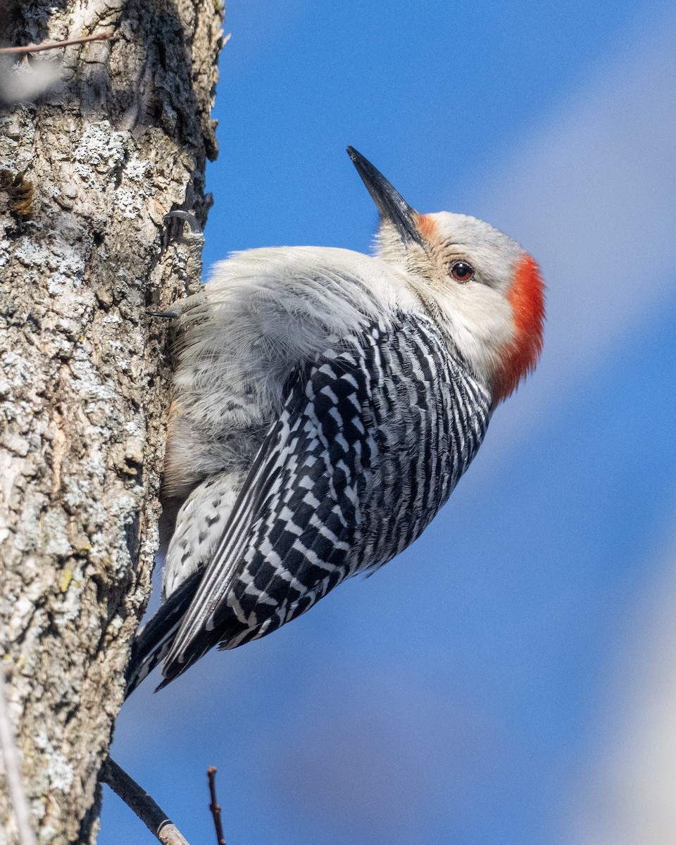 Red-bellied Woodpecker - ML646446422