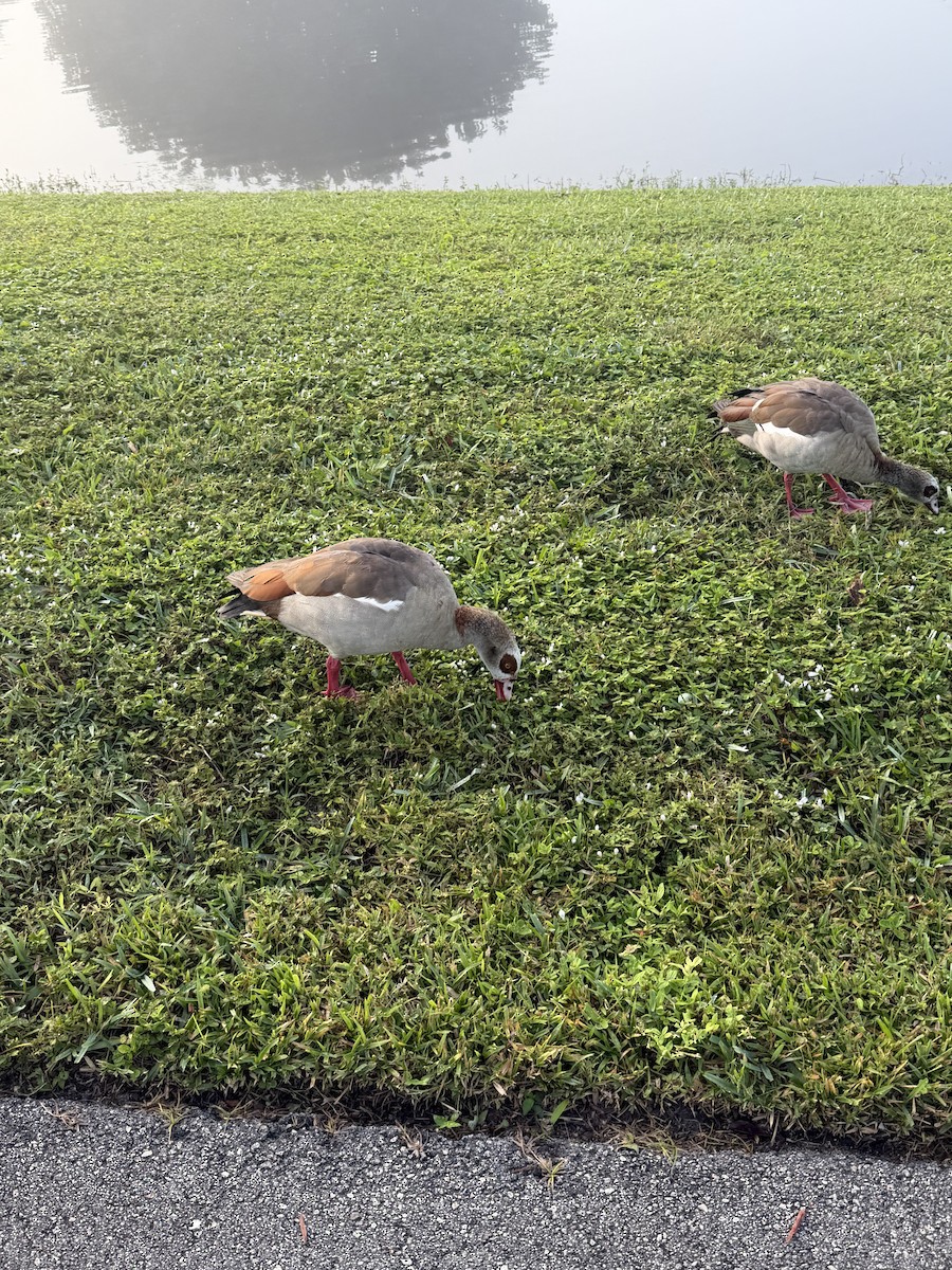 Egyptian Goose - ML646446423