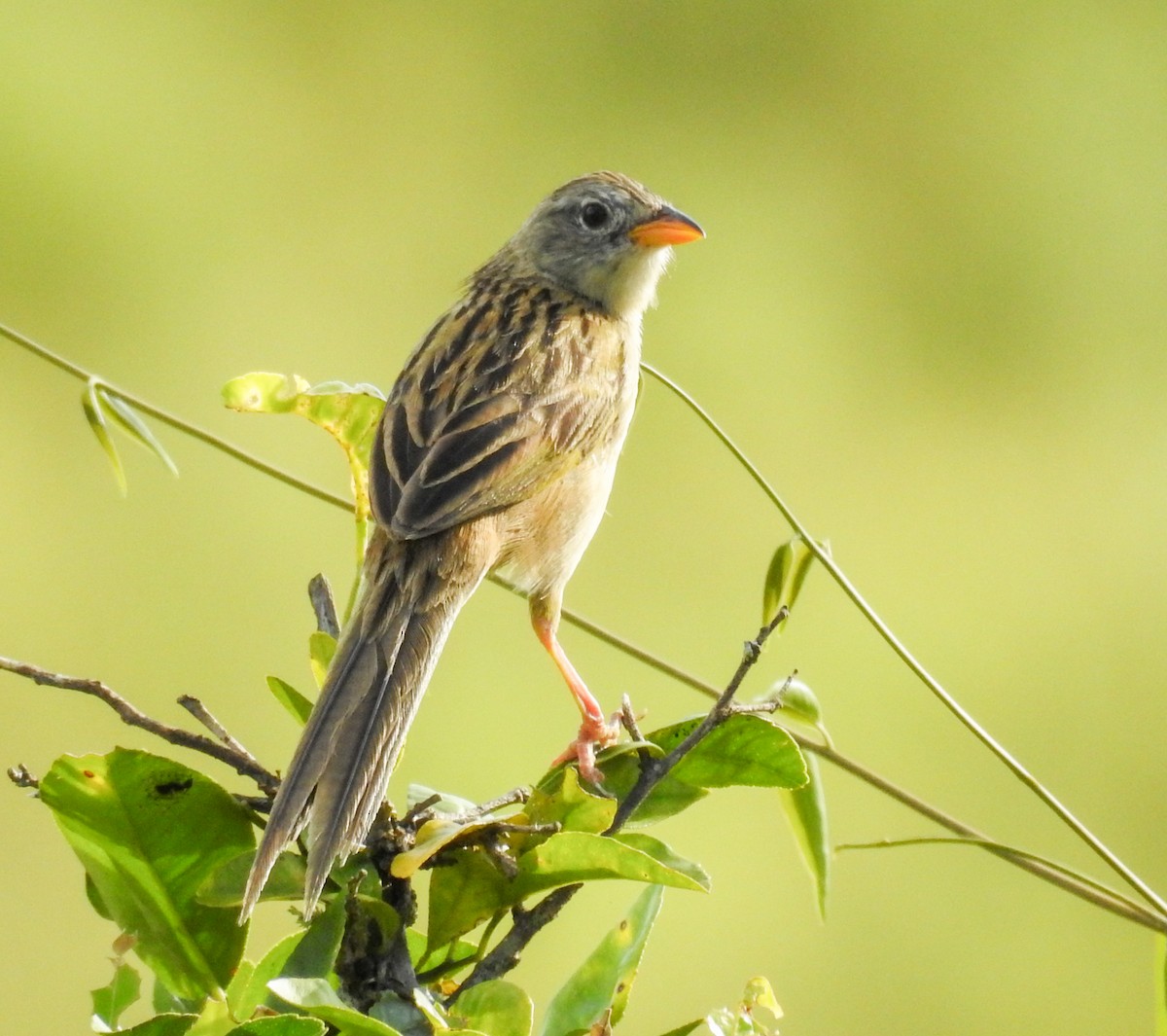 Wedge-tailed Grass-Finch - ML646446425