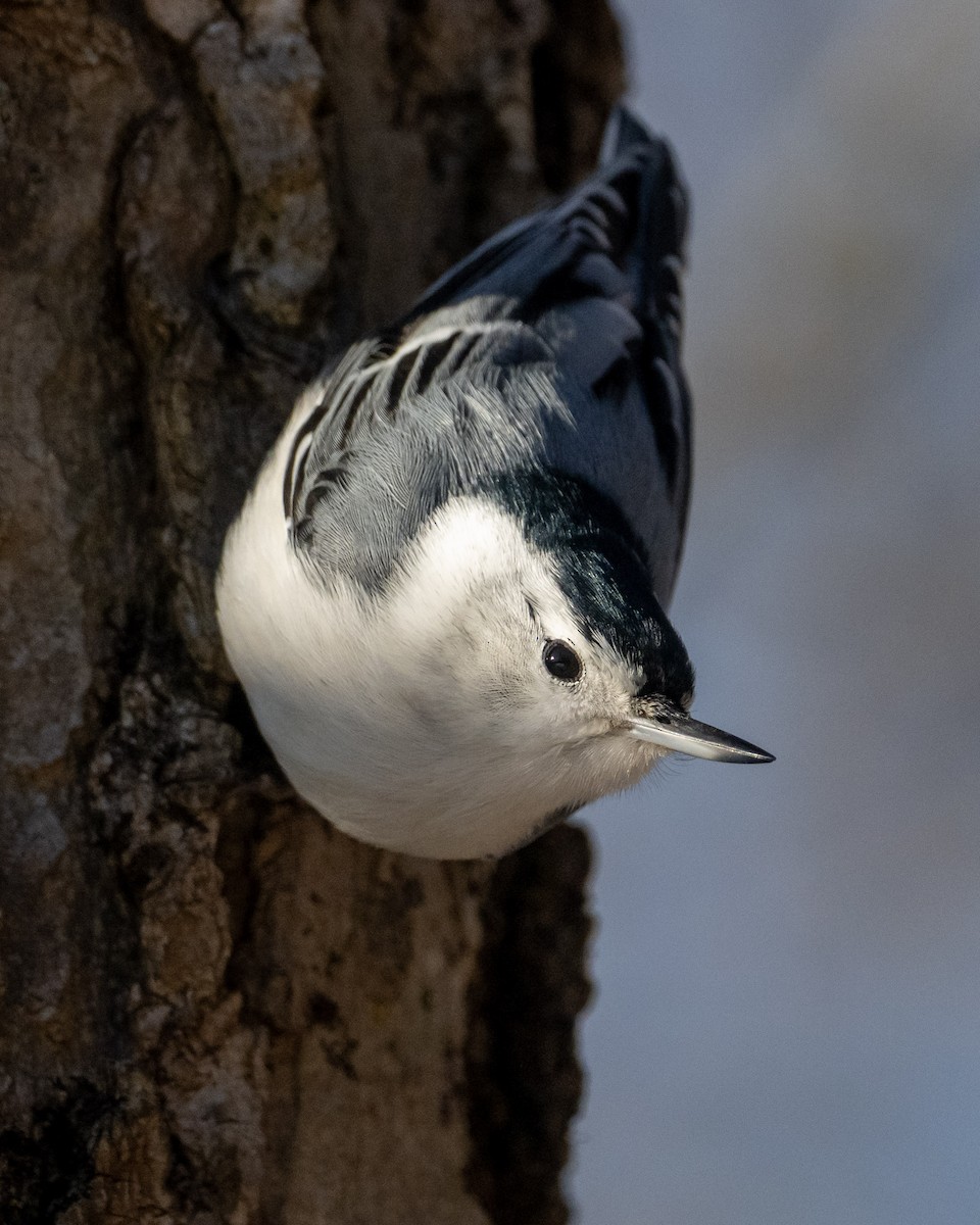 White-breasted Nuthatch - ML646446427