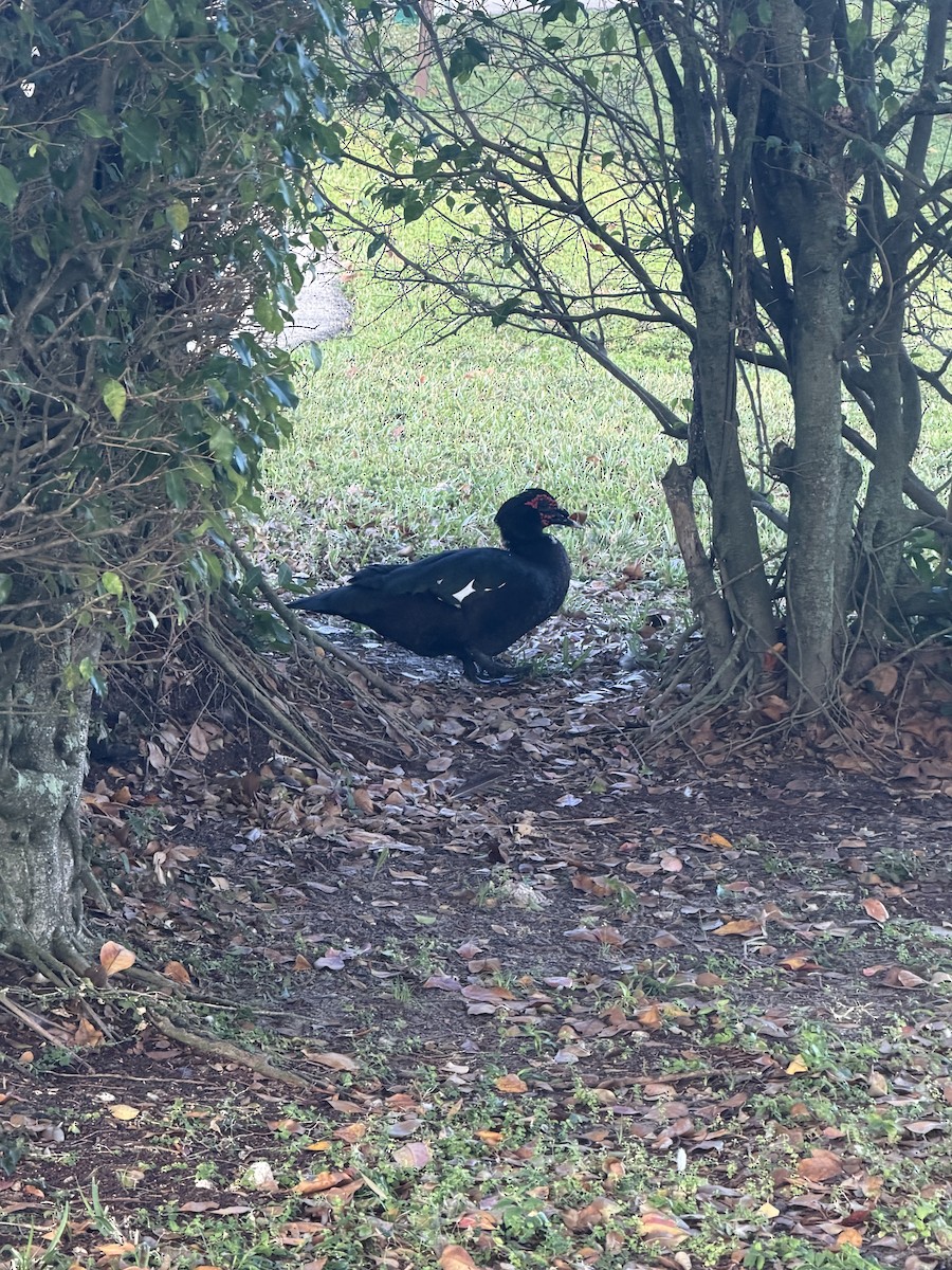 Muscovy Duck (Domestic type) - ML646446428