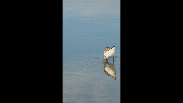 Western Sandpiper - ML646446429