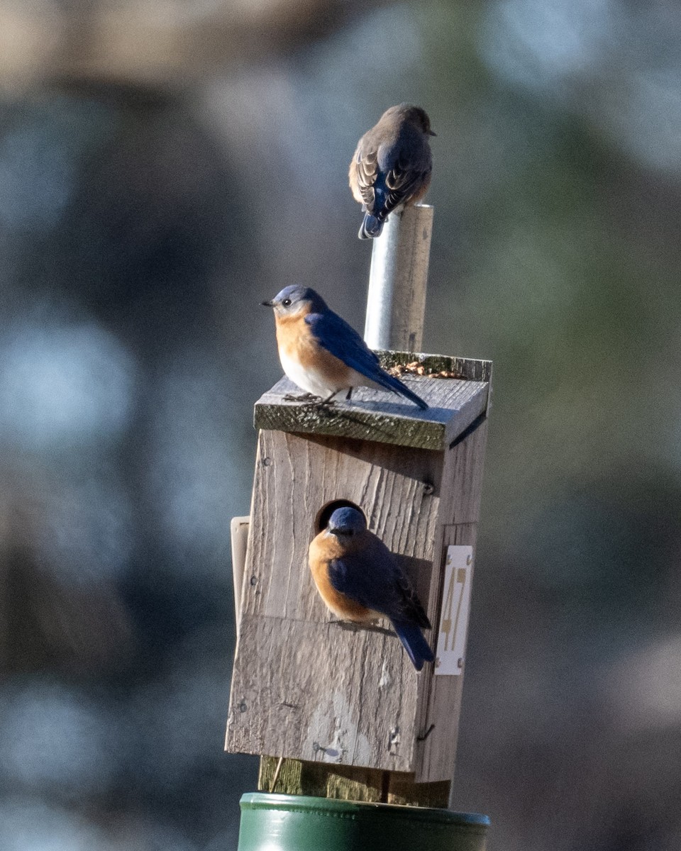 Eastern Bluebird - ML646446432