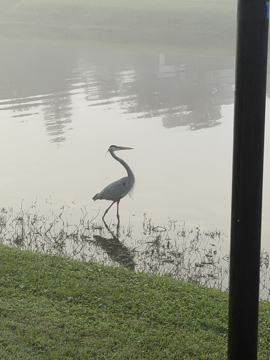 Great Blue Heron - ML646446433