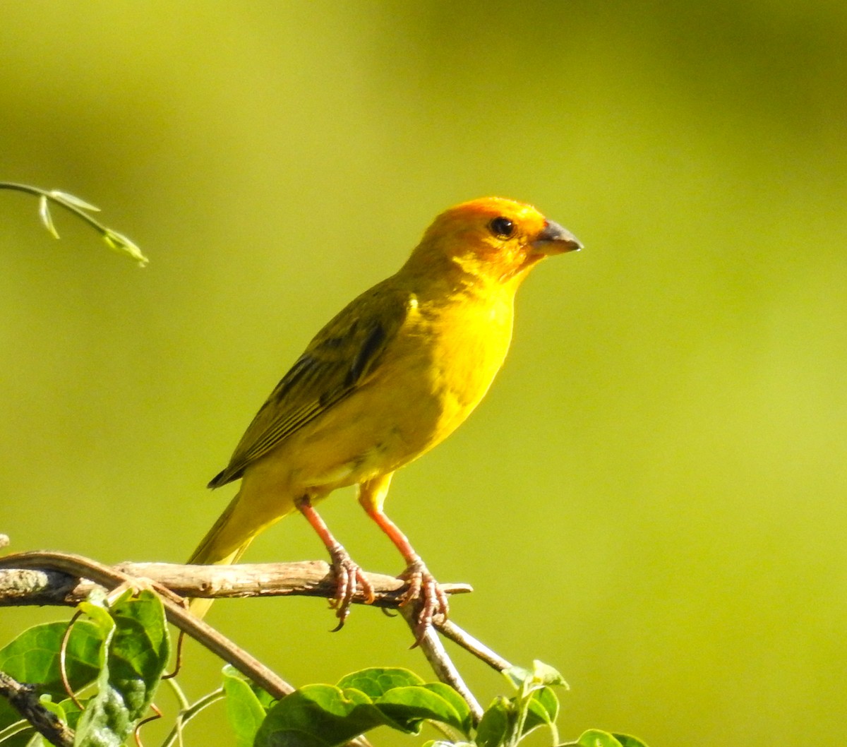 Saffron Finch - ML646446434