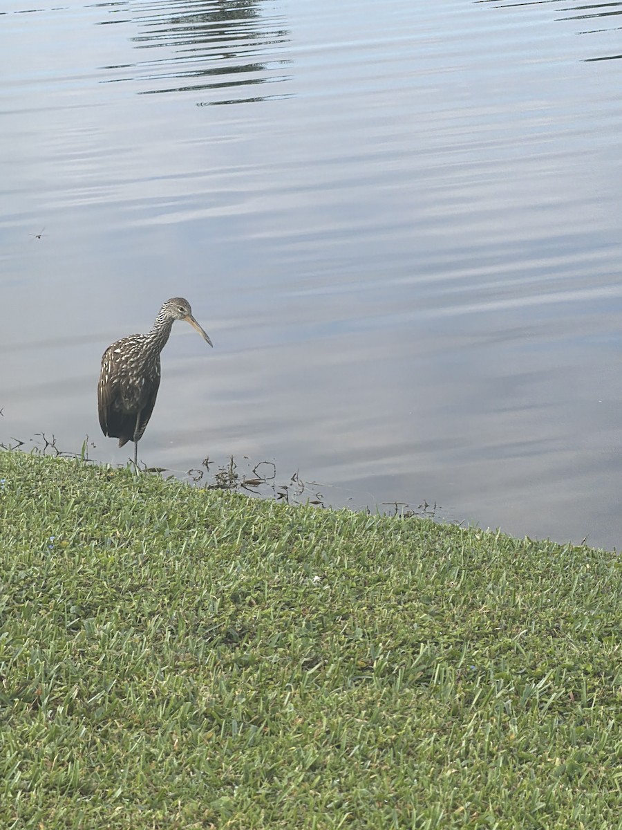 Green Heron - ML646446435