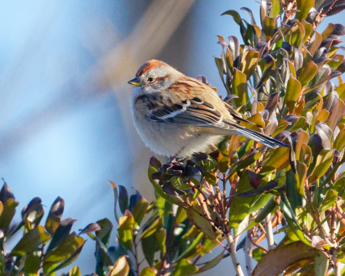 American Tree Sparrow - ML646446436