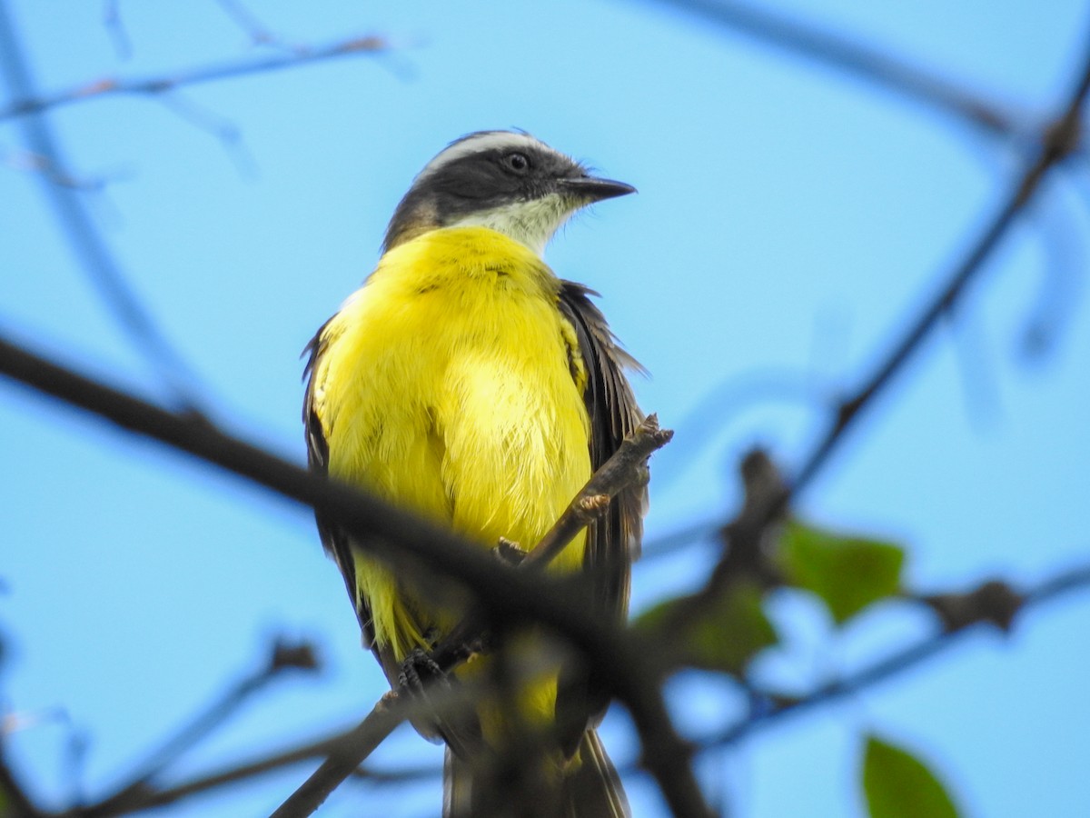 Social Flycatcher - ML646446442