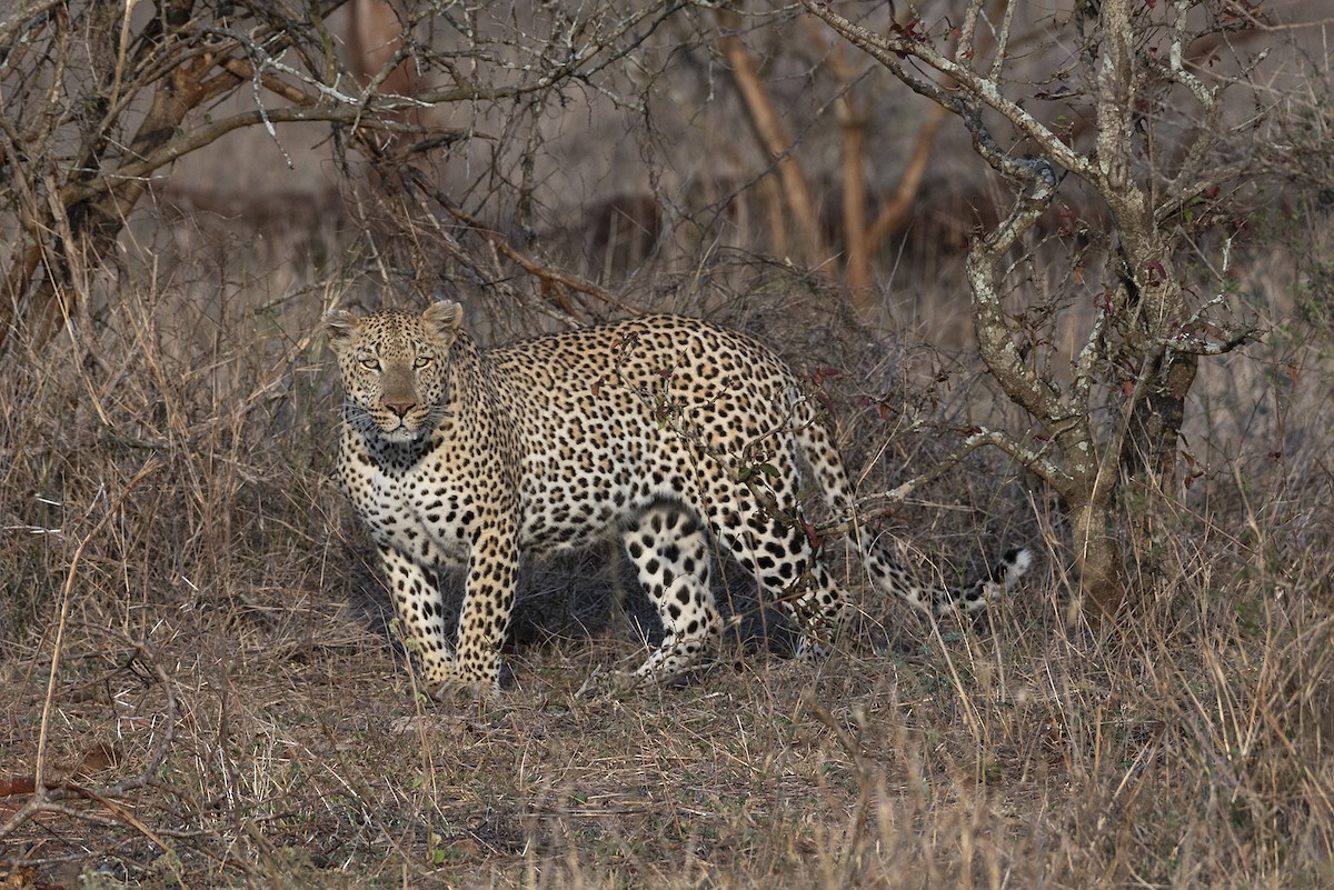 African Leopard - ML646446444