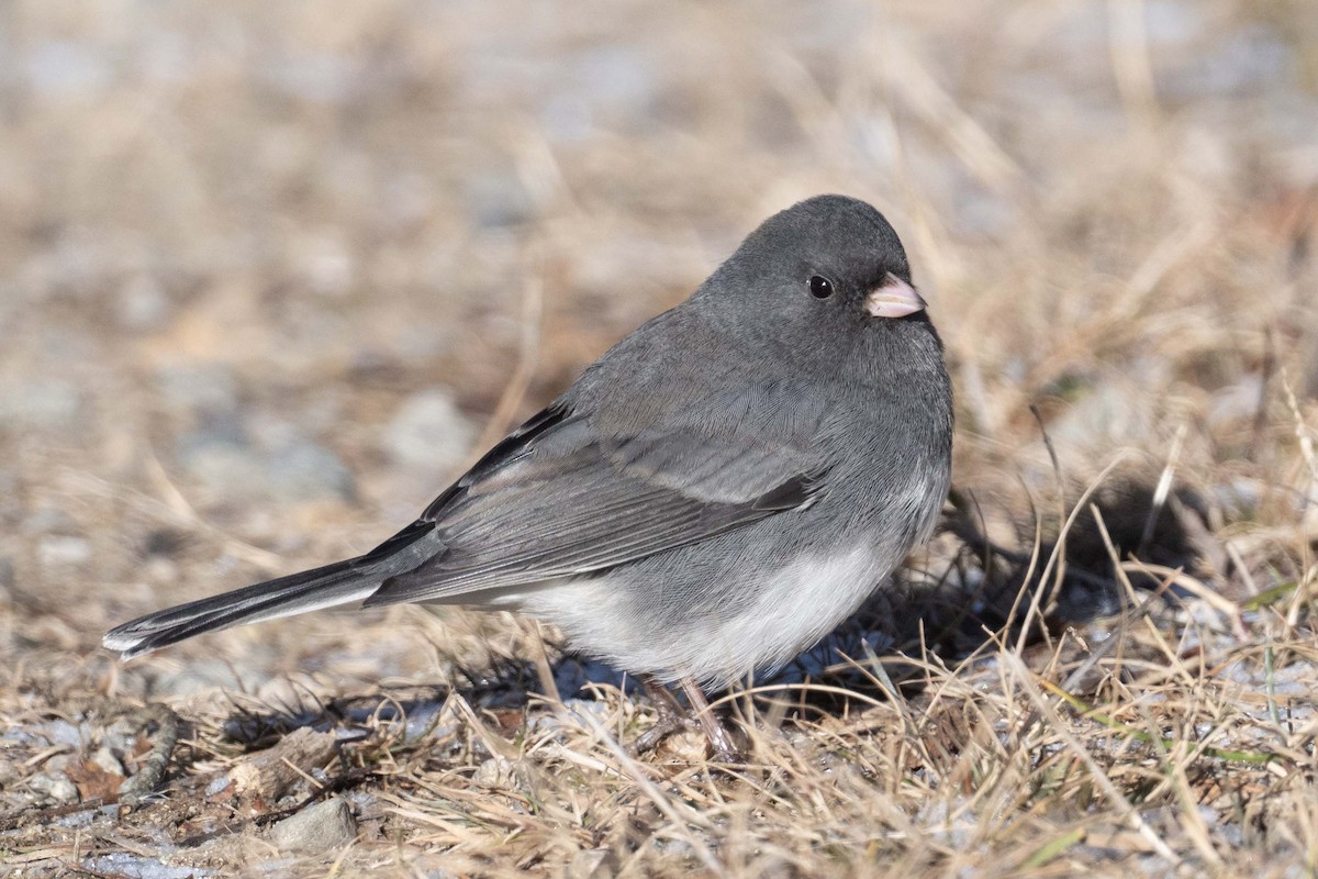 Dark-eyed Junco - ML646446445