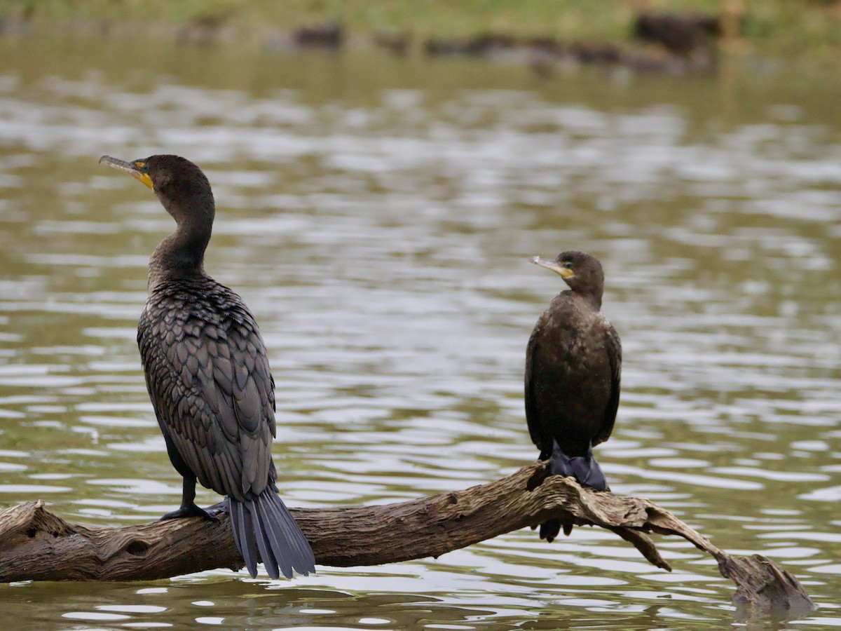 Cormoran vigua - ML646446447