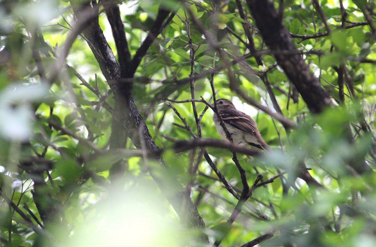 Euler's Flycatcher - ML646446448