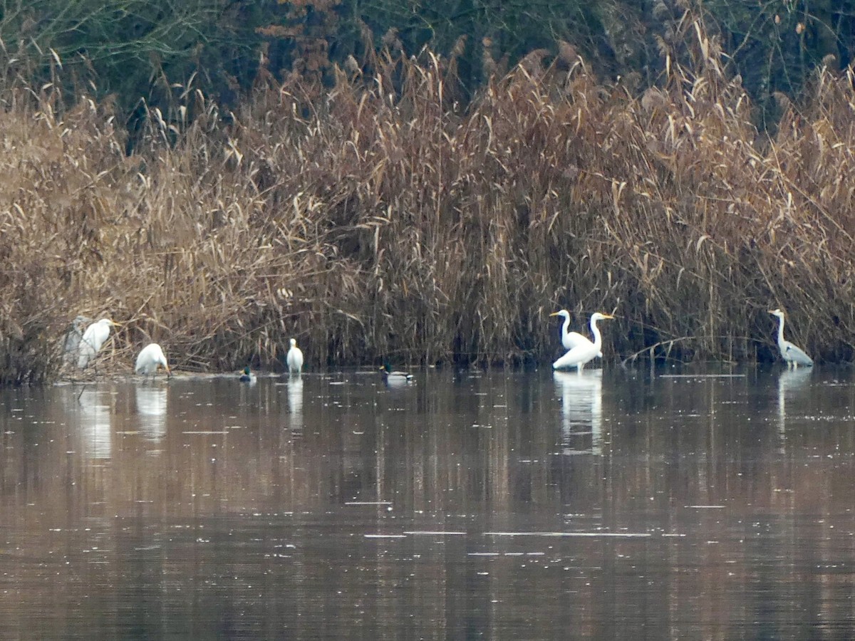 Great Egret - ML646446449