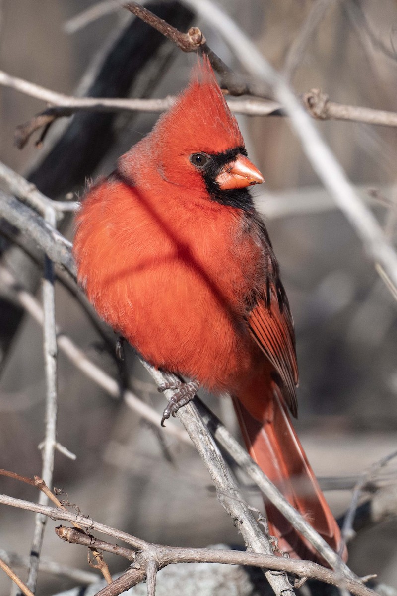 Northern Cardinal - ML646446453