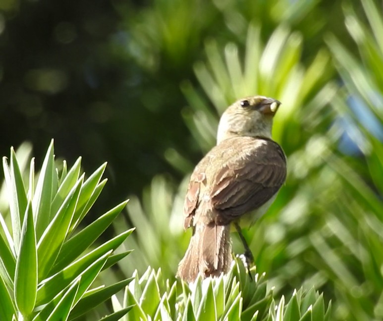 Lined Seedeater - ML646446454