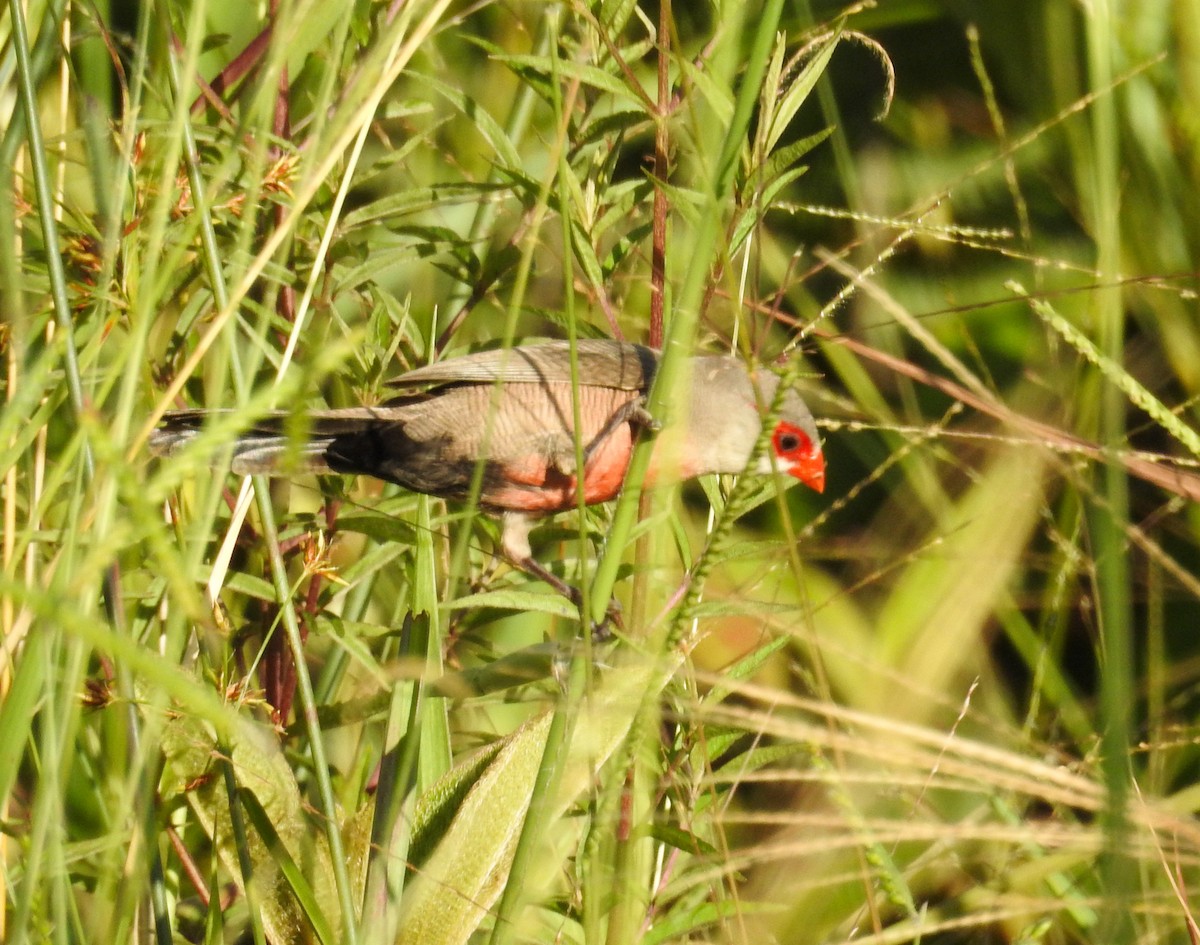 פרושית אדומת-משקפיים - ML646446456