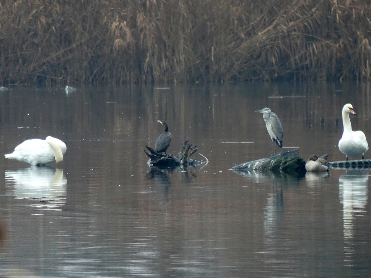 Gray Heron - ML646446468