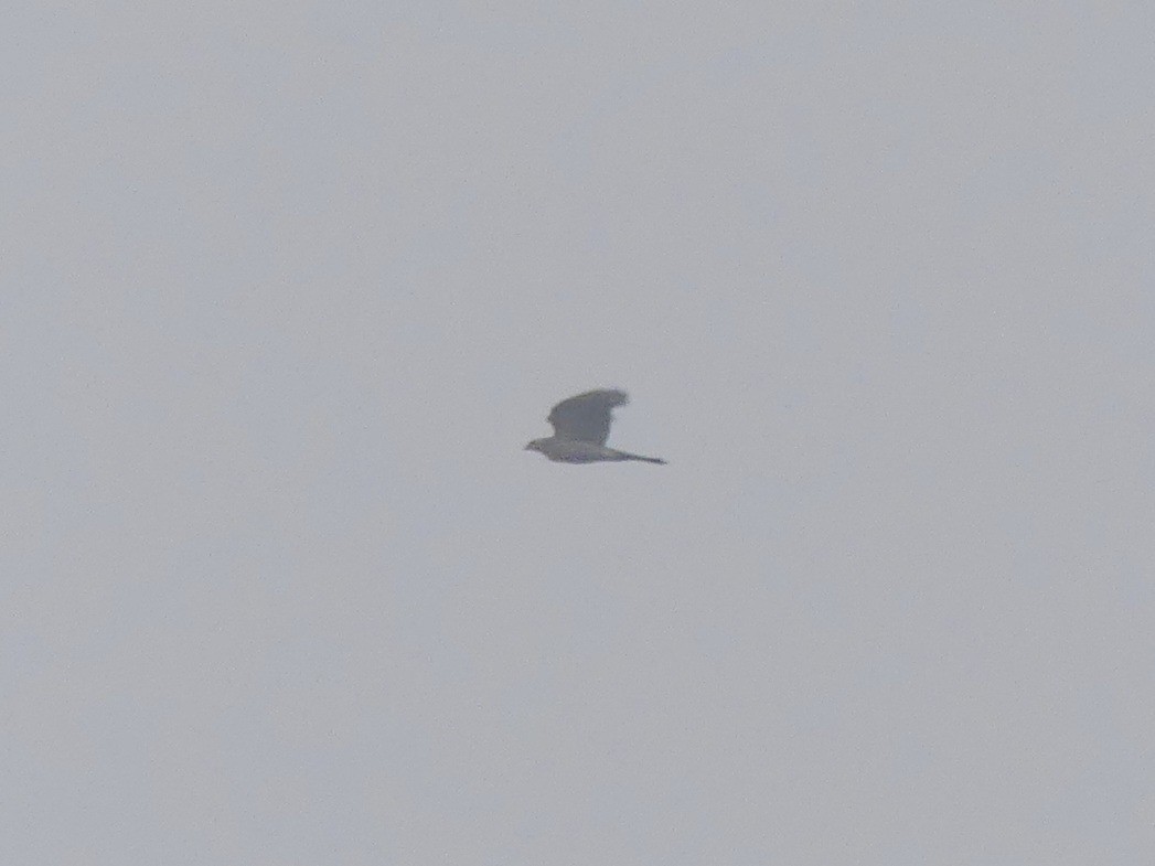 Eurasian Goshawk - ML646446474