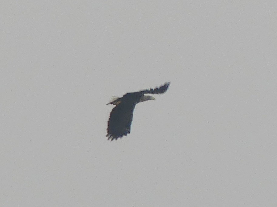 White-tailed Eagle - ML646446479