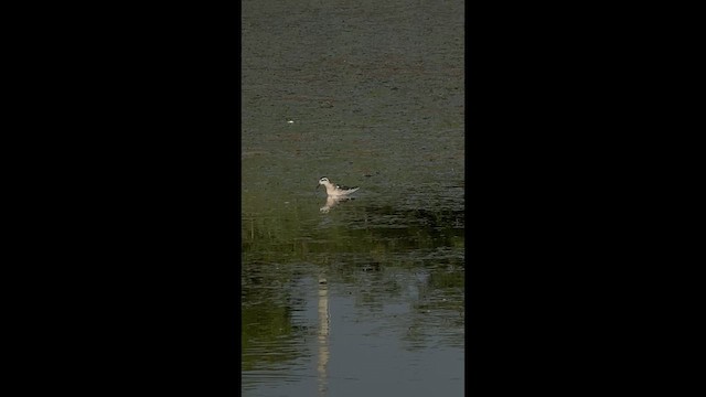 Red-necked Phalarope - ML646446484