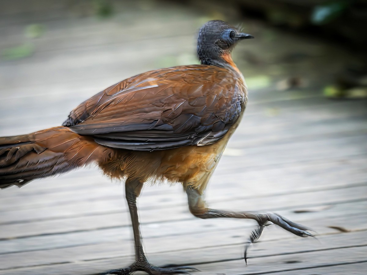 Braunrücken-Leierschwanz - ML646446486