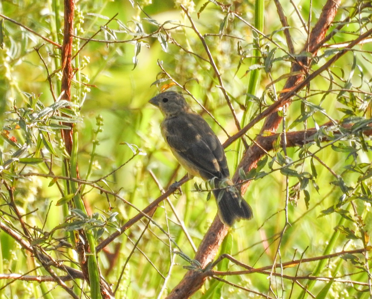 White-bellied Seedeater - ML646446494