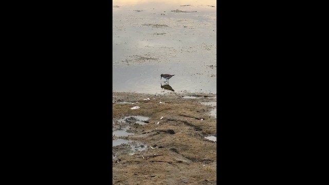 White-rumped Sandpiper - ML646446495