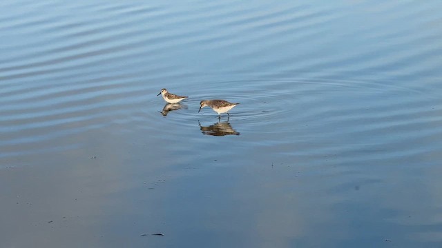 White-rumped Sandpiper - ML646446496