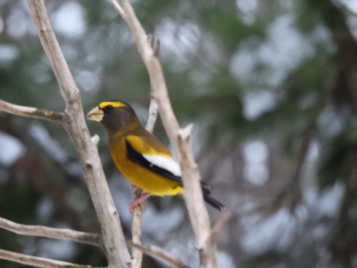 Evening Grosbeak - ML646446497