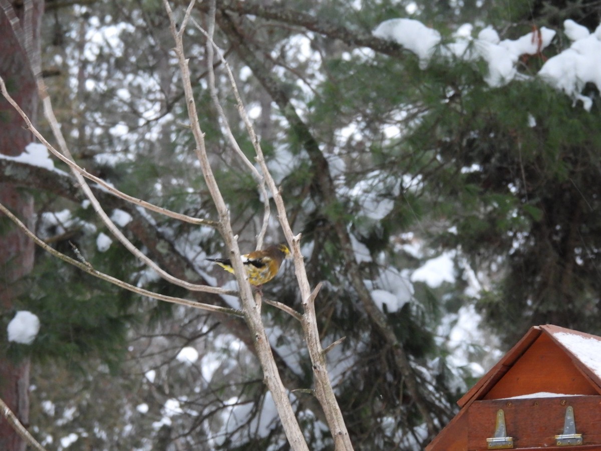 Evening Grosbeak - ML646446498