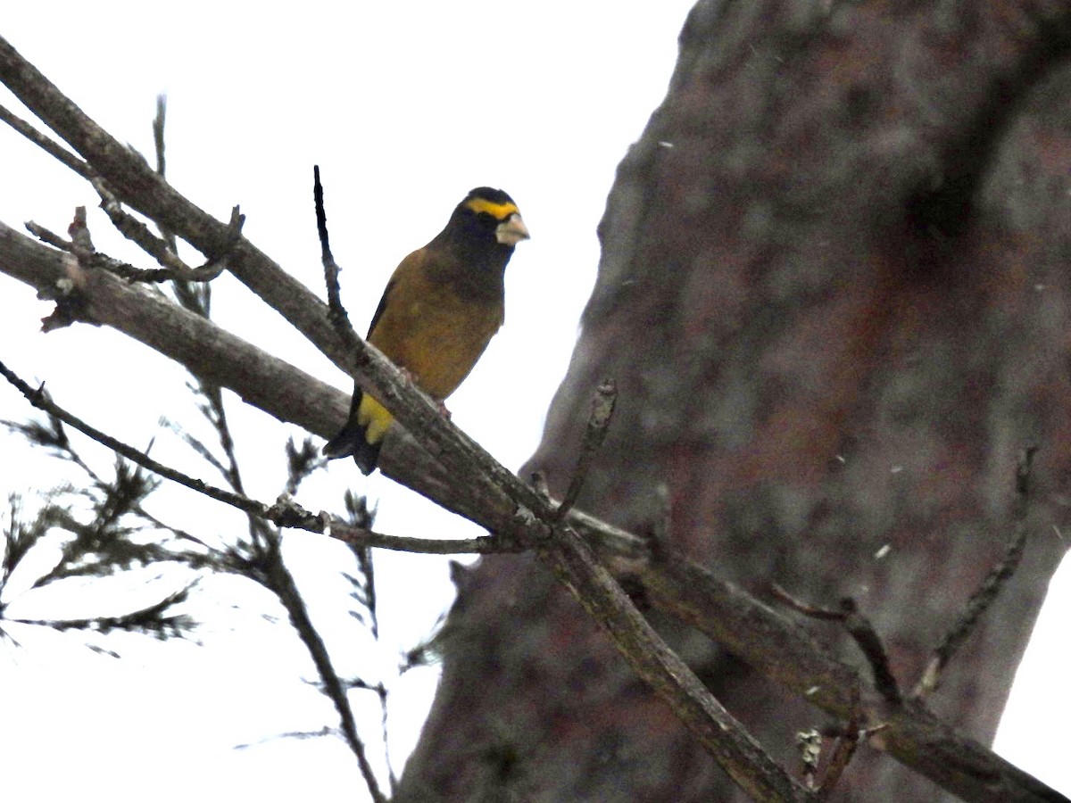Evening Grosbeak - ML646446499