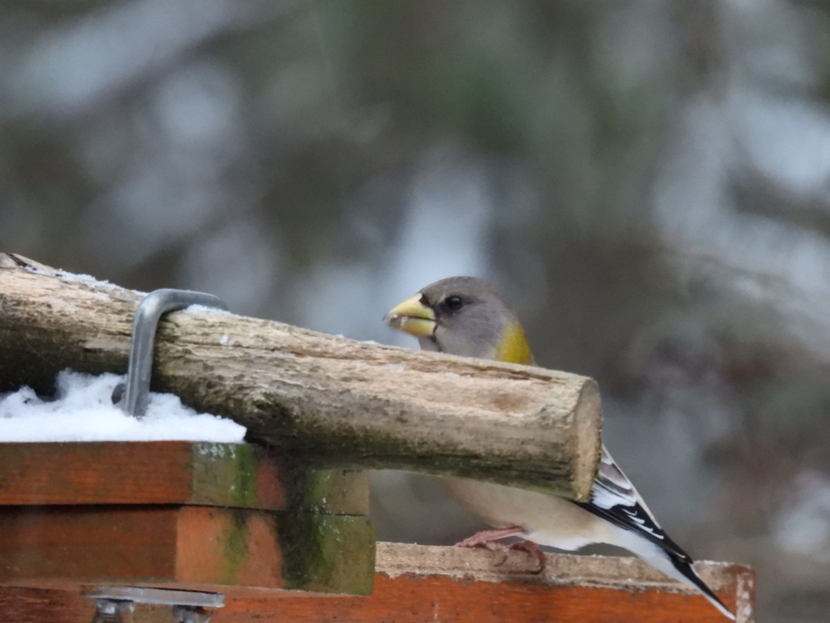 Evening Grosbeak - ML646446500