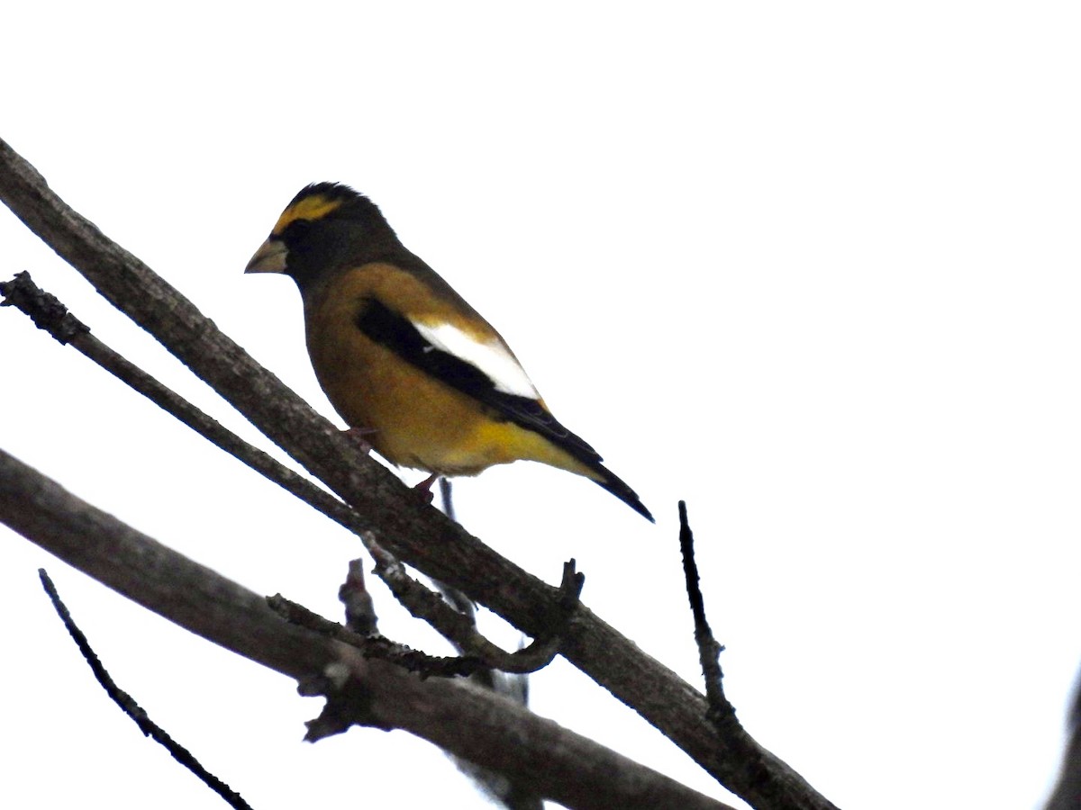Evening Grosbeak - ML646446501