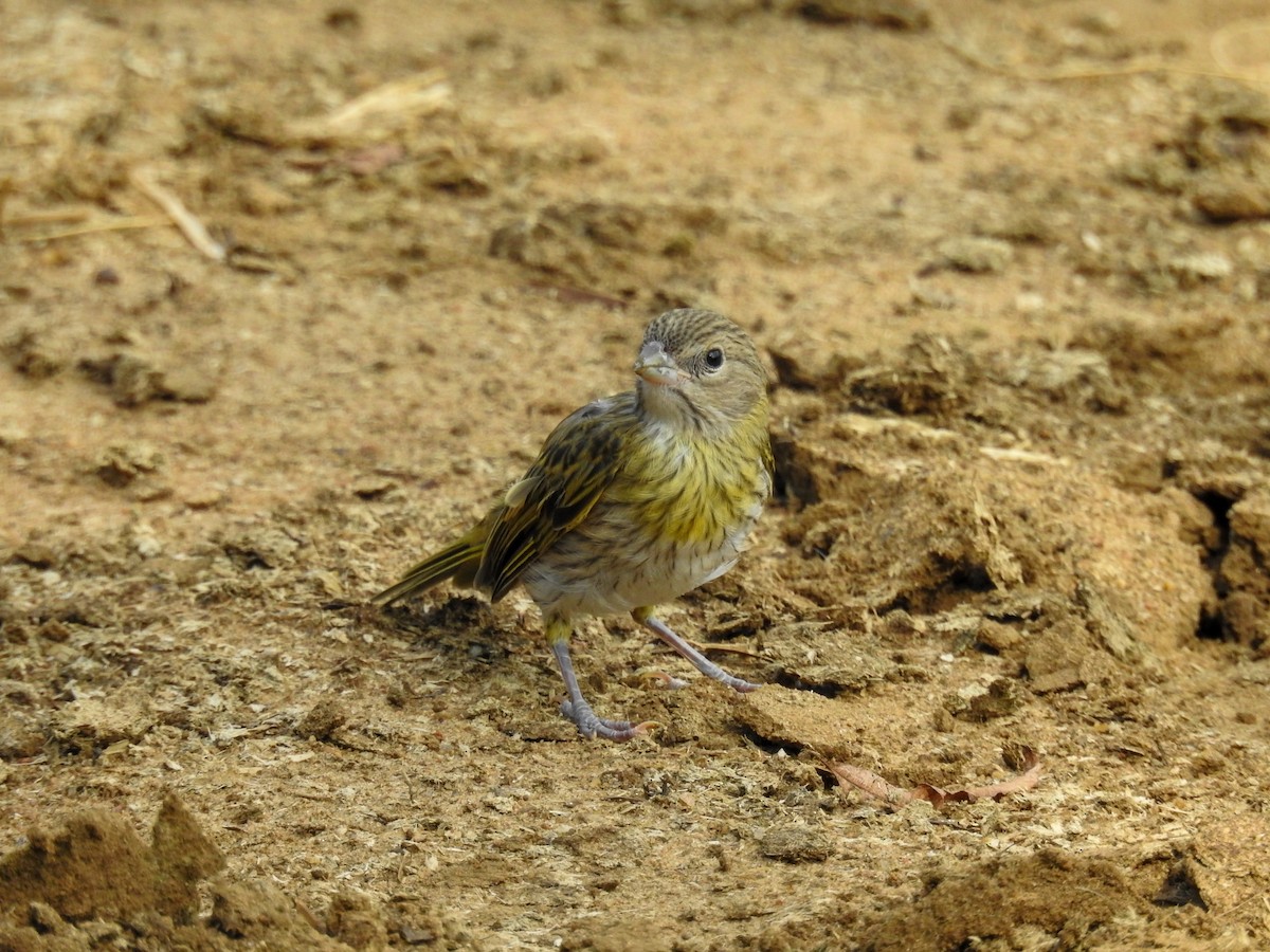 Saffron Finch - ML646446503