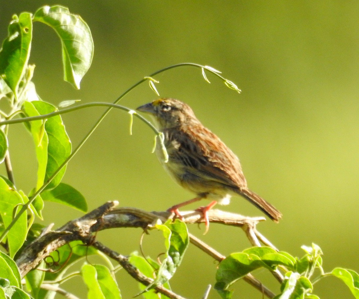 Grassland Sparrow - ML646446508