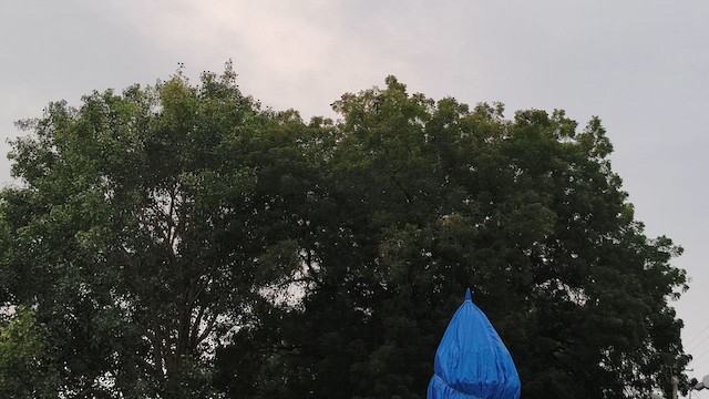 Asian Green Bee-eater - ML646446509