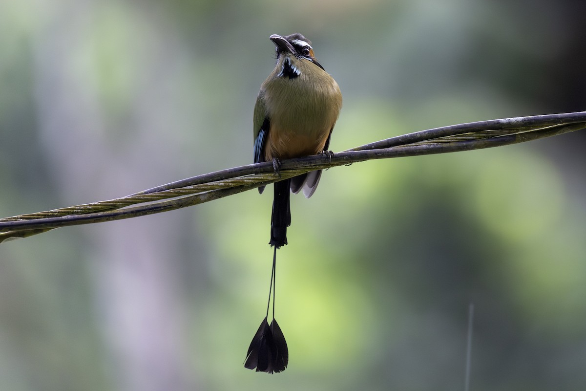 Момот рудочеревий - ML646446510