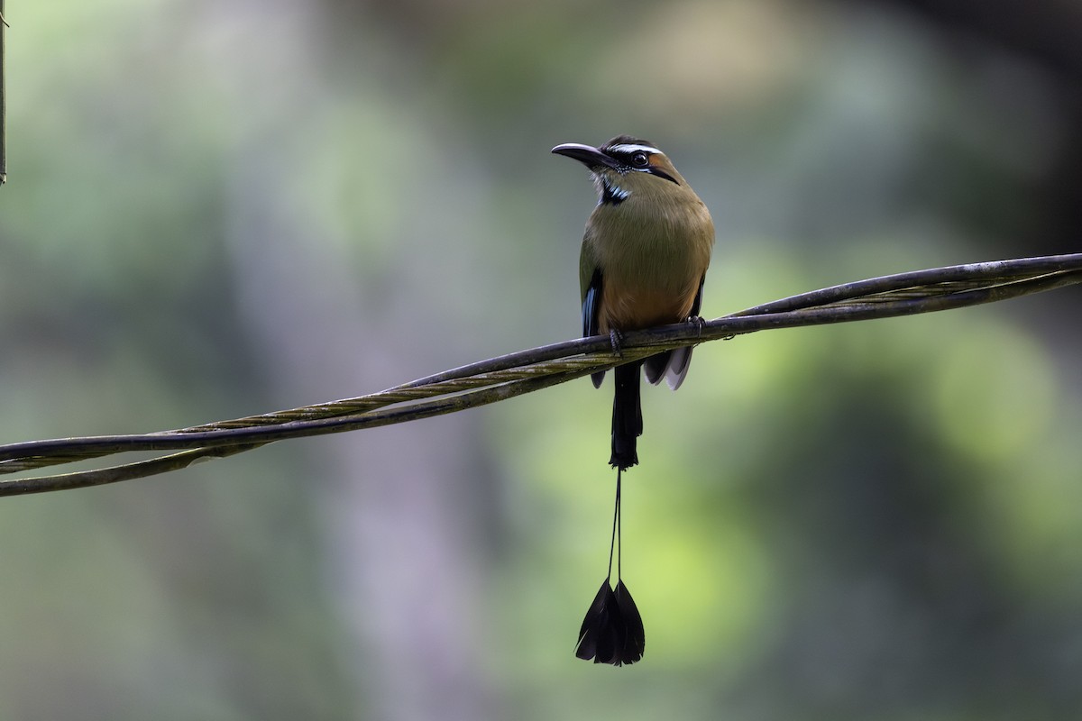 Момот рудочеревий - ML646446513