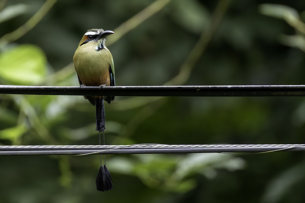 Момот рудочеревий - ML646446519