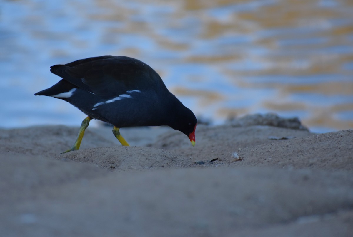 Common Gallinule - ML646446520