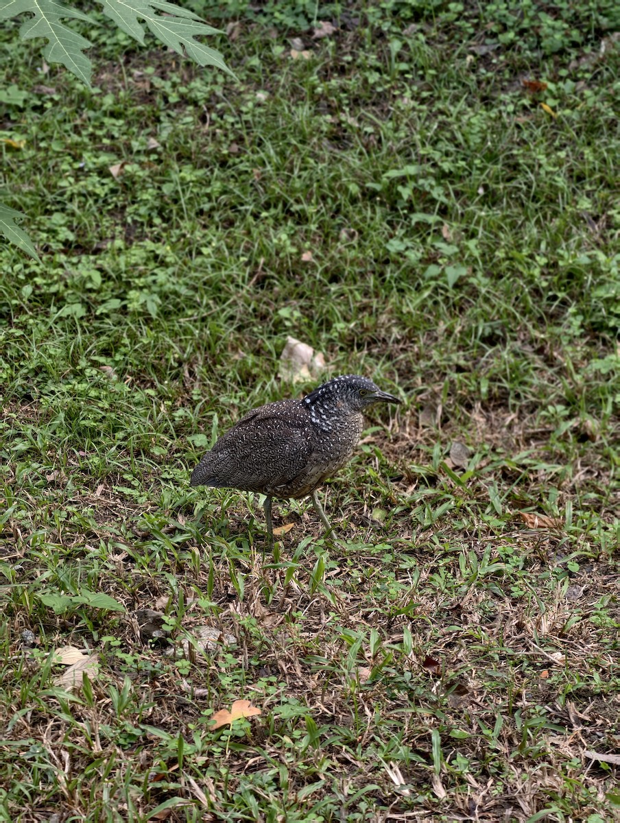 Malay Gece Balıkçılı - ML646446525