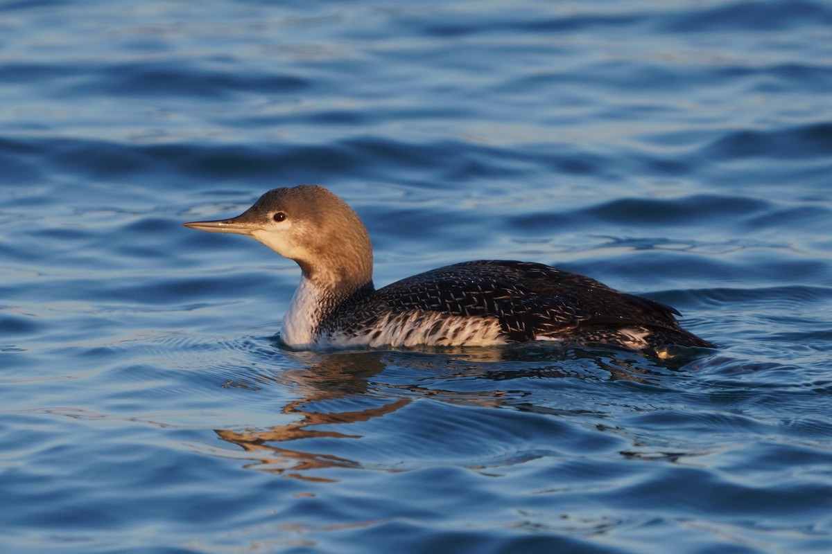Red-throated Loon - ML646446526