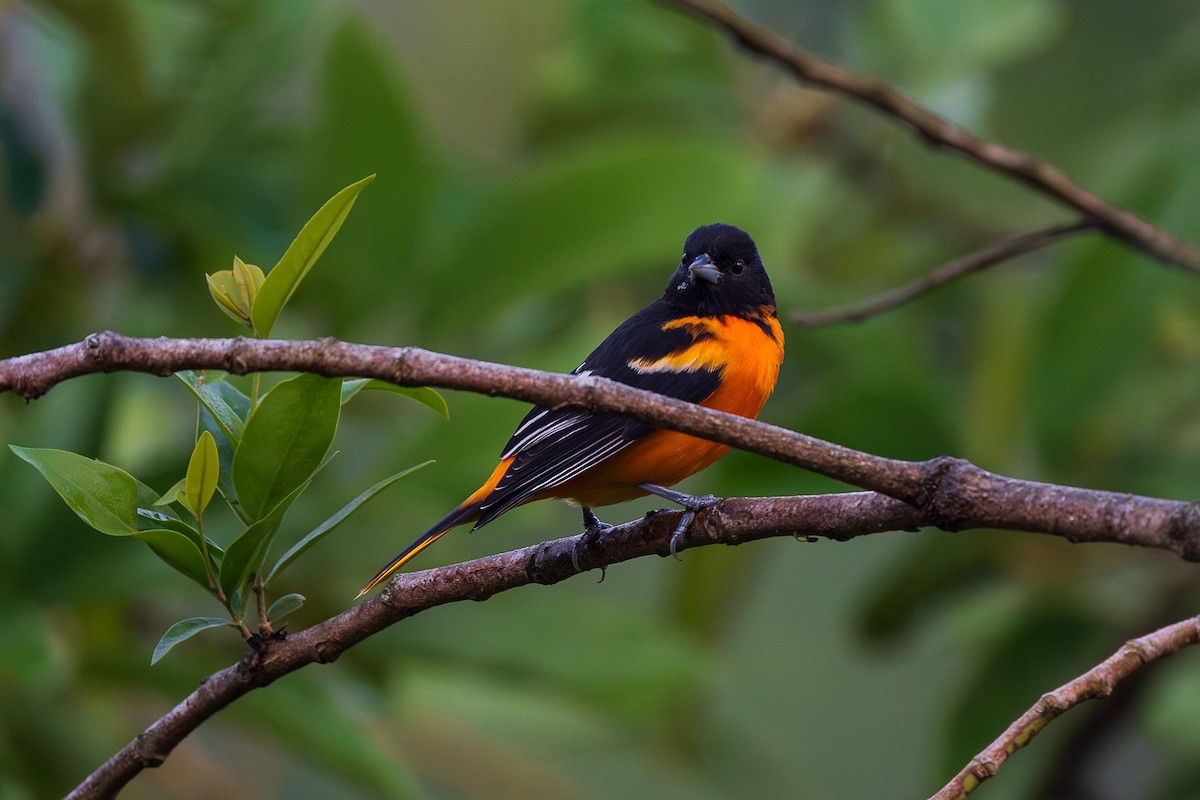 ボルチモアムクドリモドキ - ML646446527