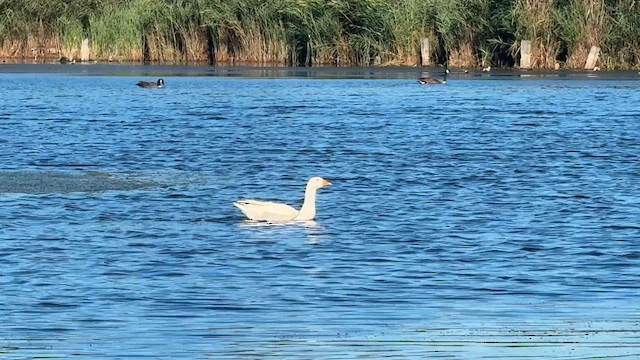 goose sp. - ML646446528