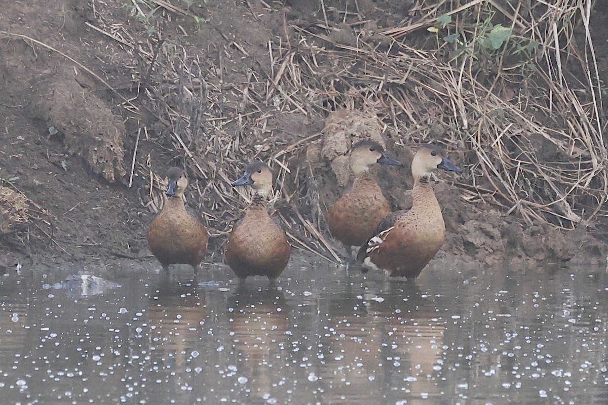 Wandering Whistling-Duck - ML646446534