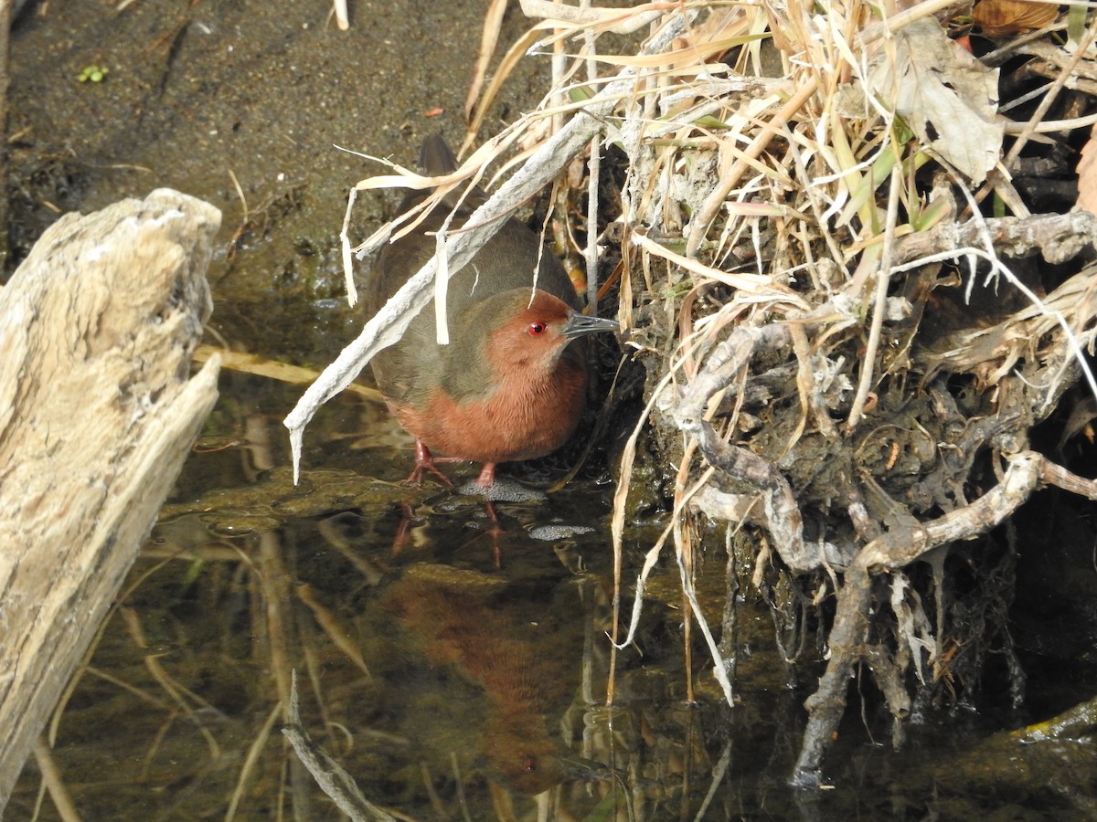 kastanjerikse - ML646446536